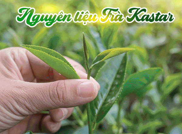 CÔNG TY TNHH THƯƠNG MẠI QUỐC TẾ KASTAR